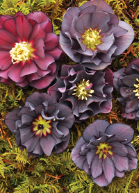 Helleborus 'Onyx Odyssey'